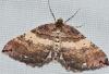 Earophila badiata